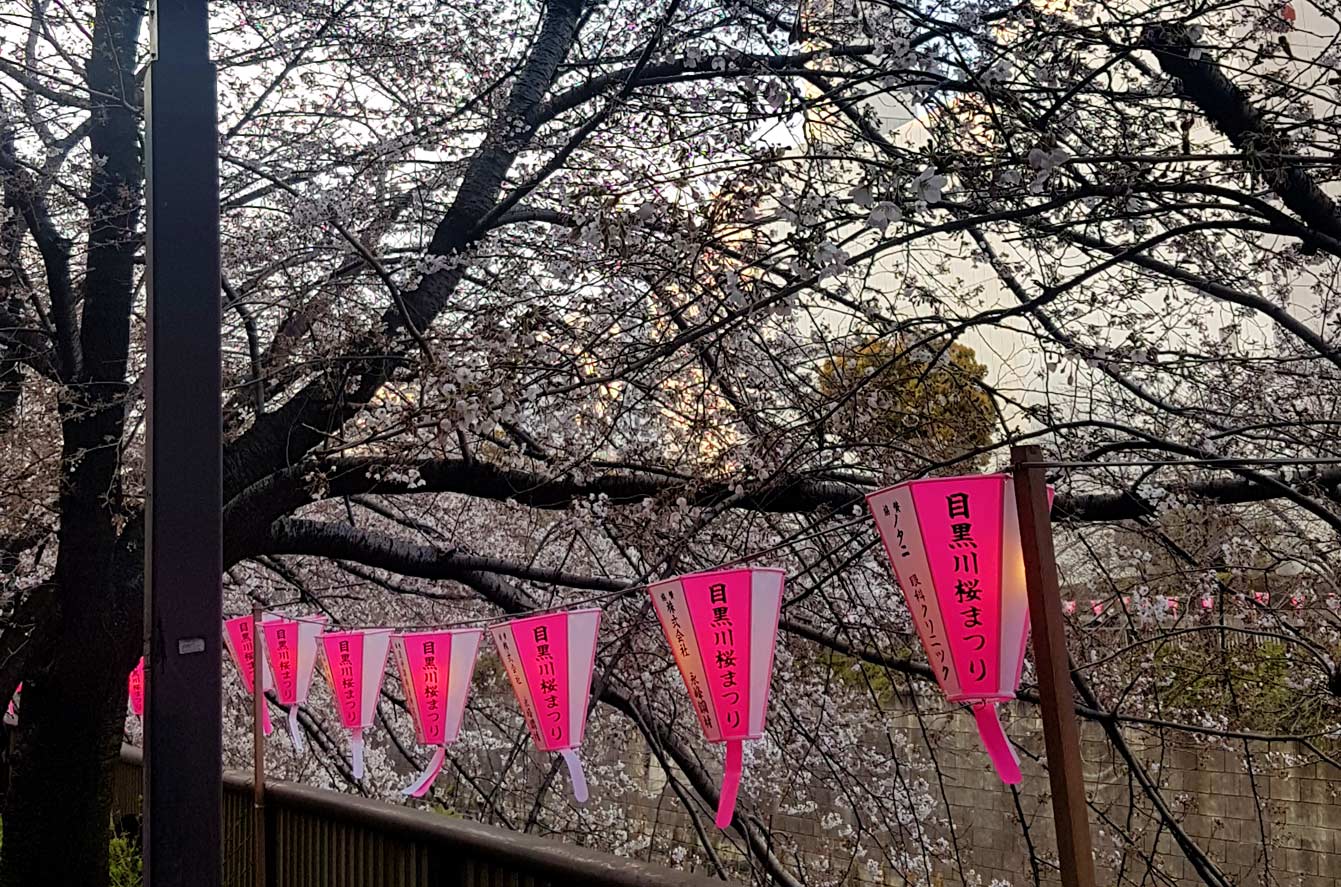 Meguro river park, Tokyo, Sakura, Cherry blossom