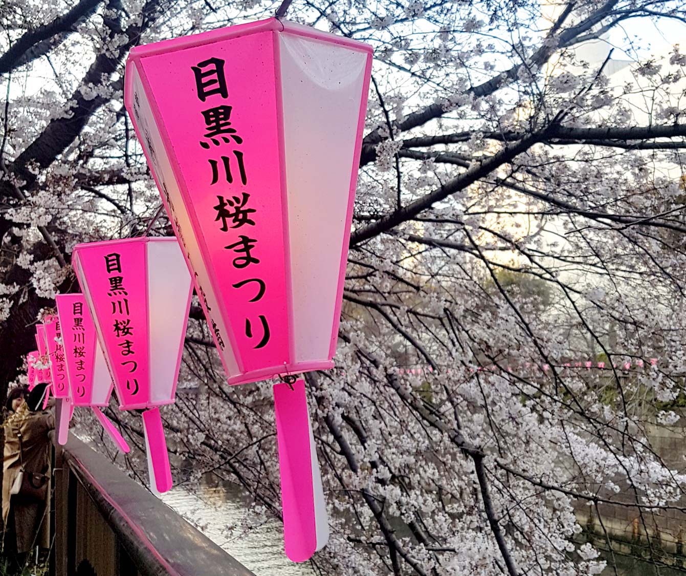 Meguro river park, Tokyo, Sakura, Cherry blossom