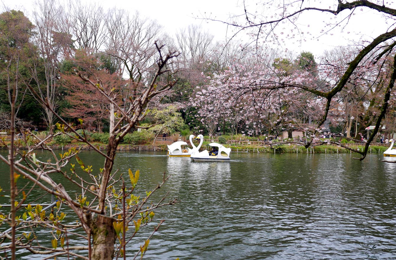 Parc Inokashira, Tokyo, cherry blossom, sakura, cerisiers en fleurs