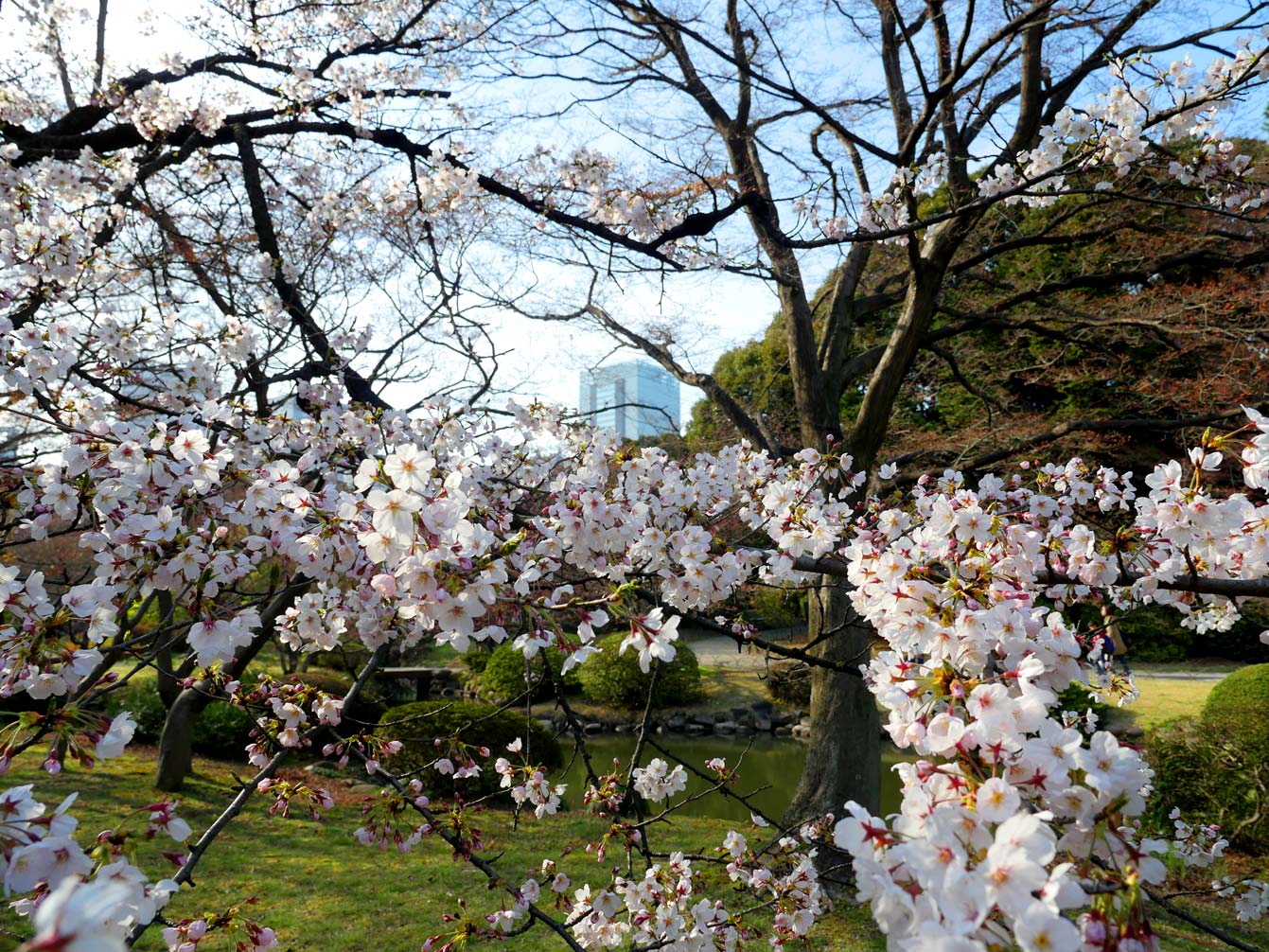 Shinjuku-Gyoen, Tokyo, cherry blossom, sakura, cerisiers en fleurs