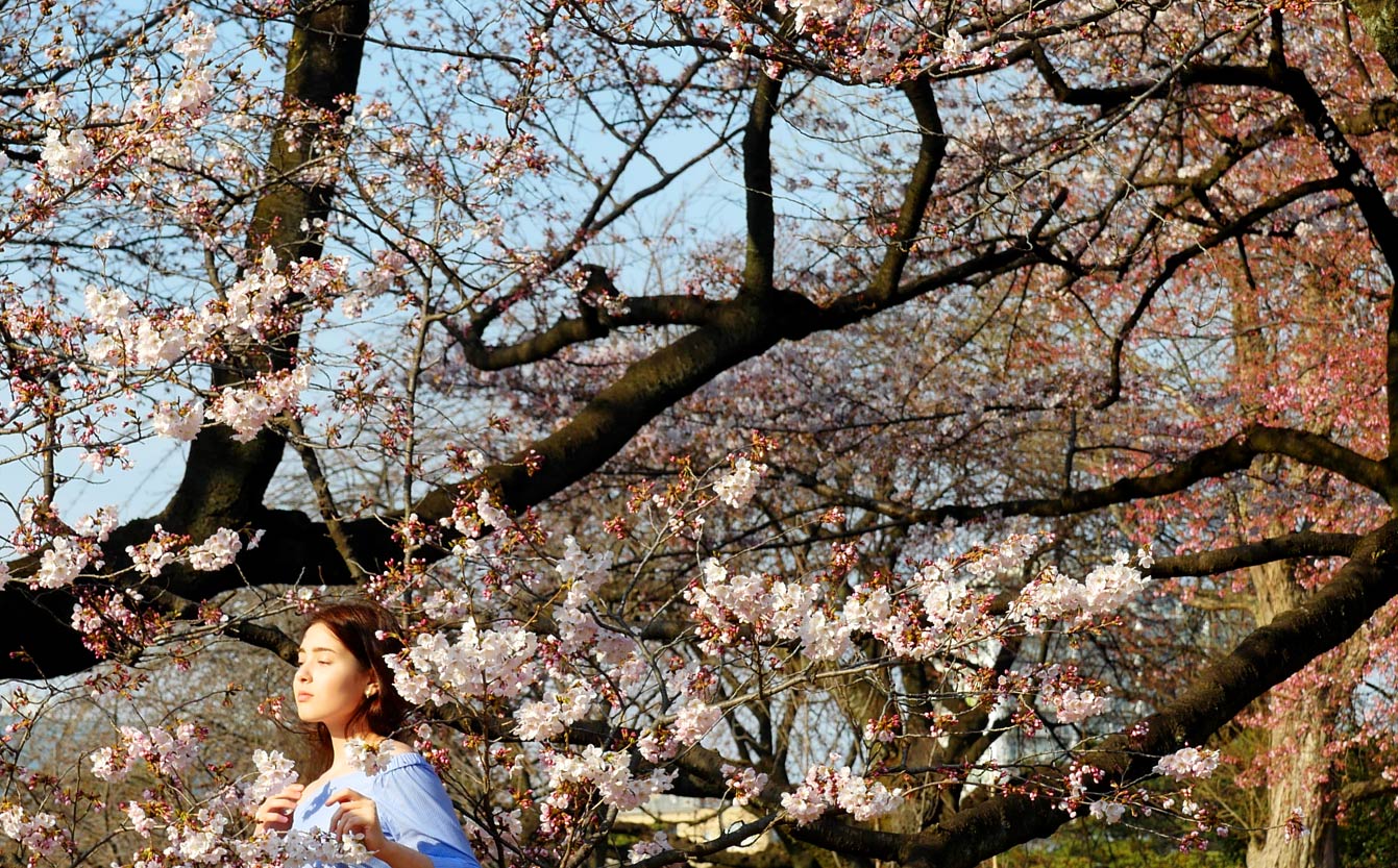 Shinjuku-Gyoen, Tokyo, cherry blossom, sakura, cerisiers en fleurs