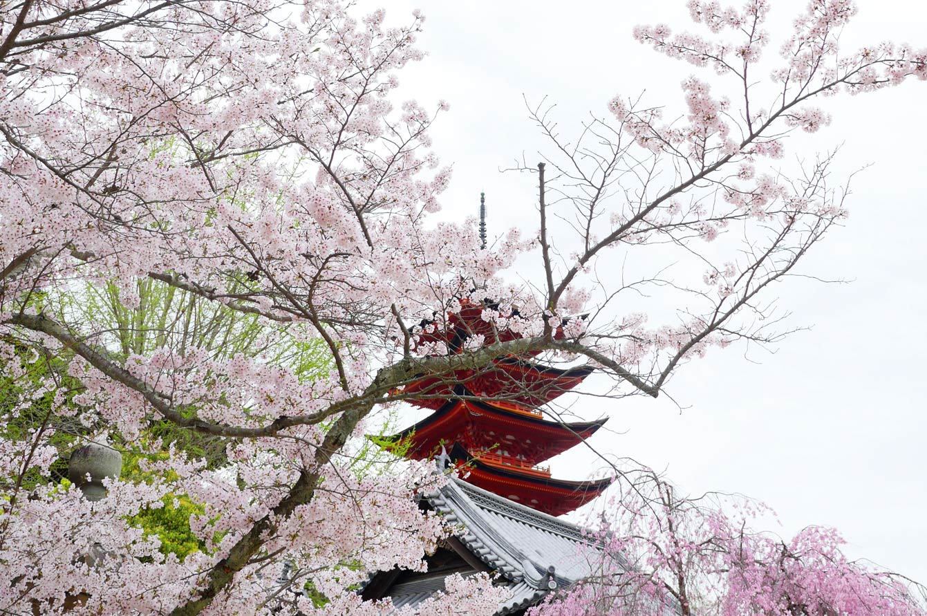 Cherry blossom in Itsuku-shima, Miya-jima 