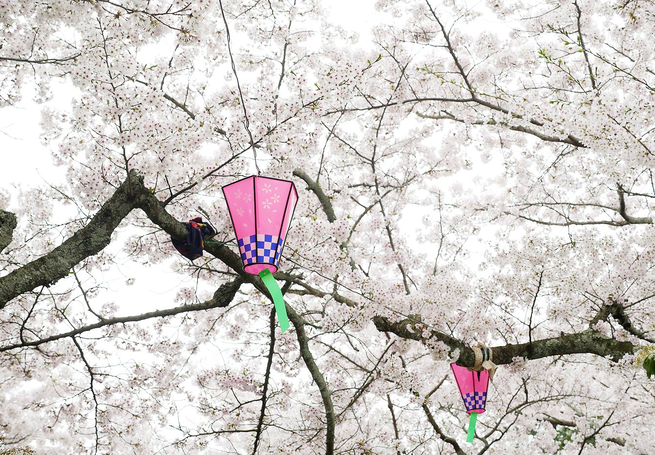 Cherry blossom in Itsuku-shima, Miya-jima 