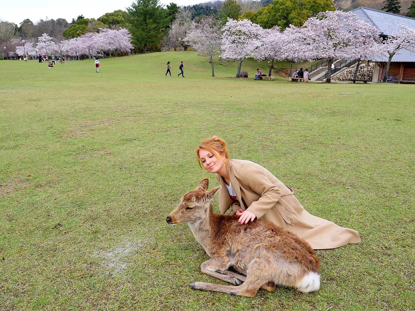 Nara, sakura japon