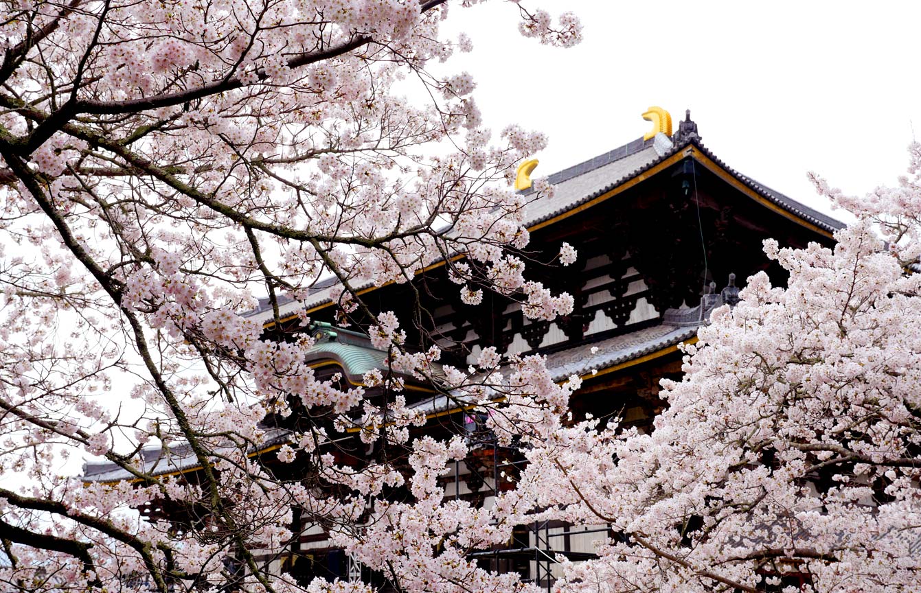 Temple à Nara, cerisiers en fleurs