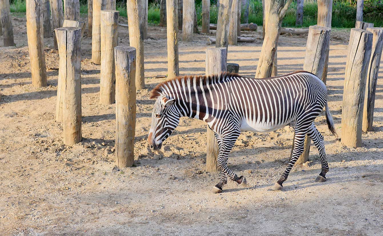 03-parc-zoologique-zebre