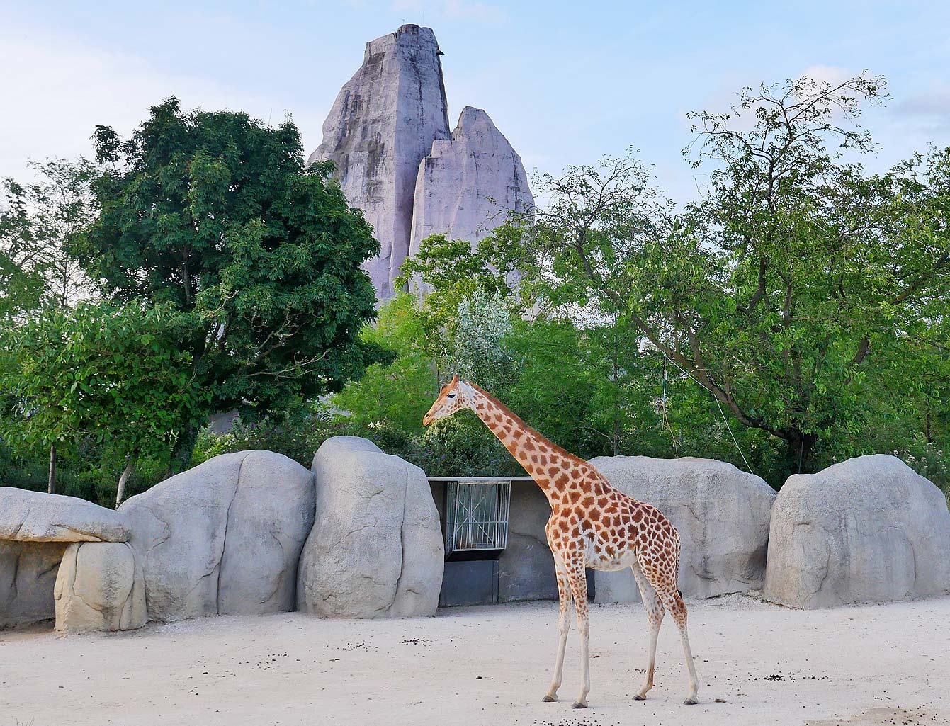 Parc zoologique de Paris, girafes