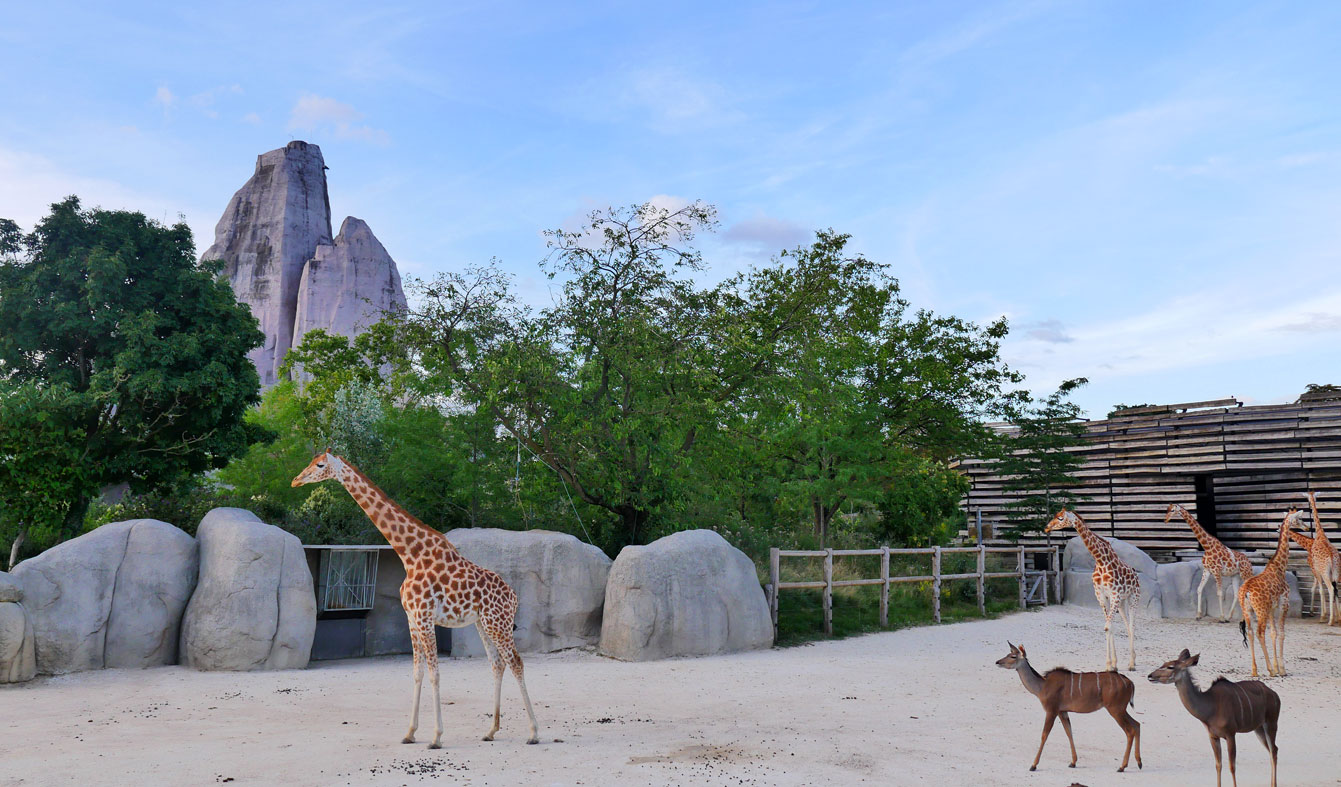 06-parc-zoologique-paris-girafe