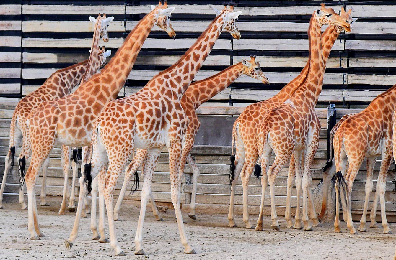 08-parc-zoologique-paris-girafe