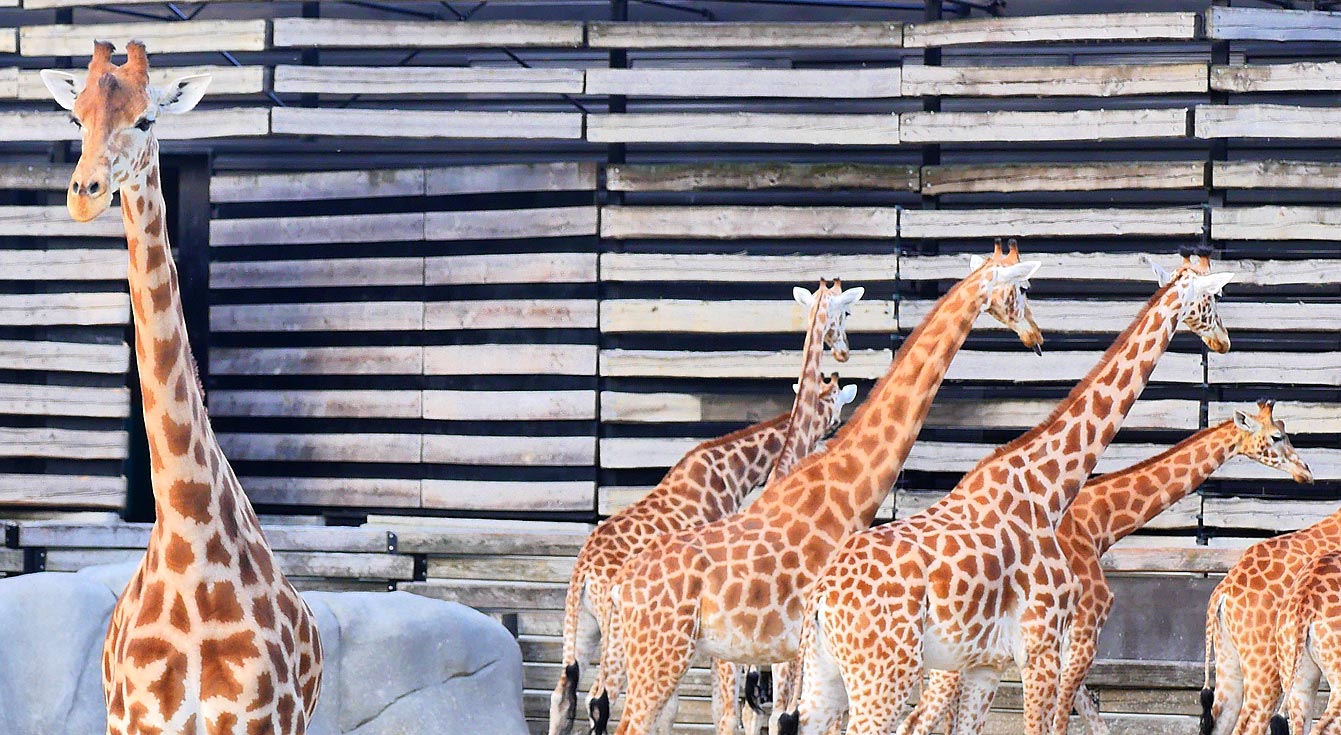 09-parc-zoologique-paris-girafe