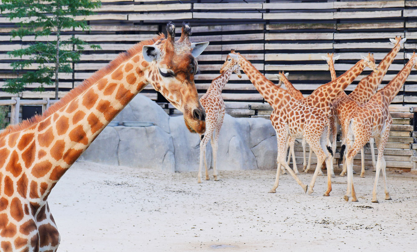 12--parc-zoologique-paris-girafe