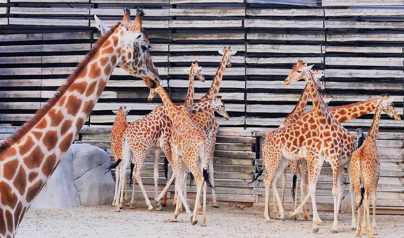 13--parc-zoologique-paris-girafe