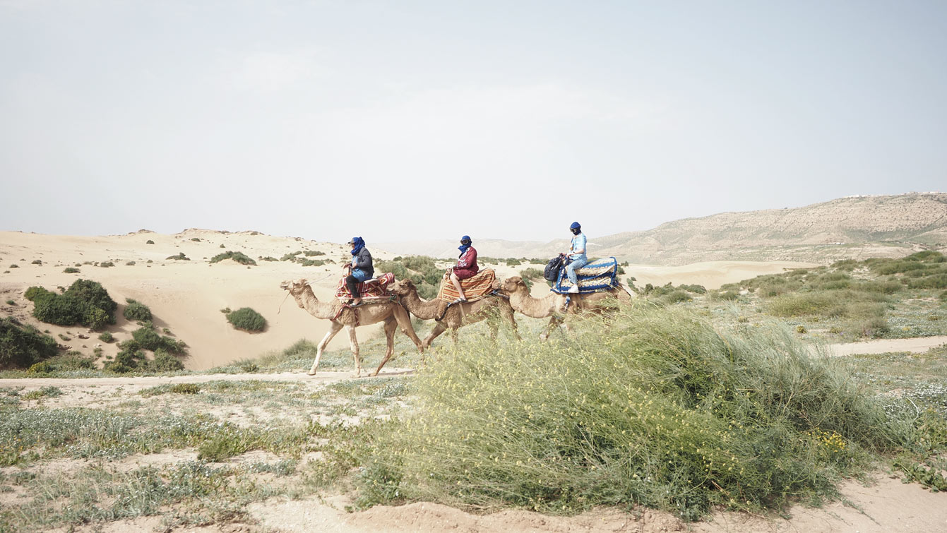 Dromadaire dans les dunes de Timlalin (maroc)