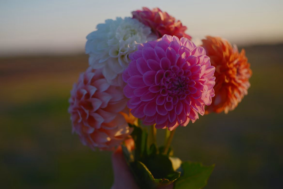 Bouquet de dahlias roses, blancs et orangés tenu dans un champ au coucher du soleil