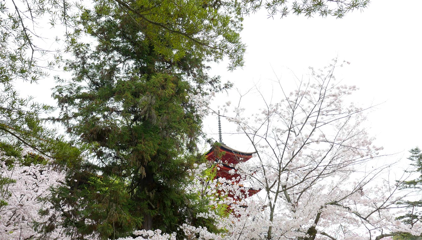 Les cerisiers en fleur sur l'île de Miyajima