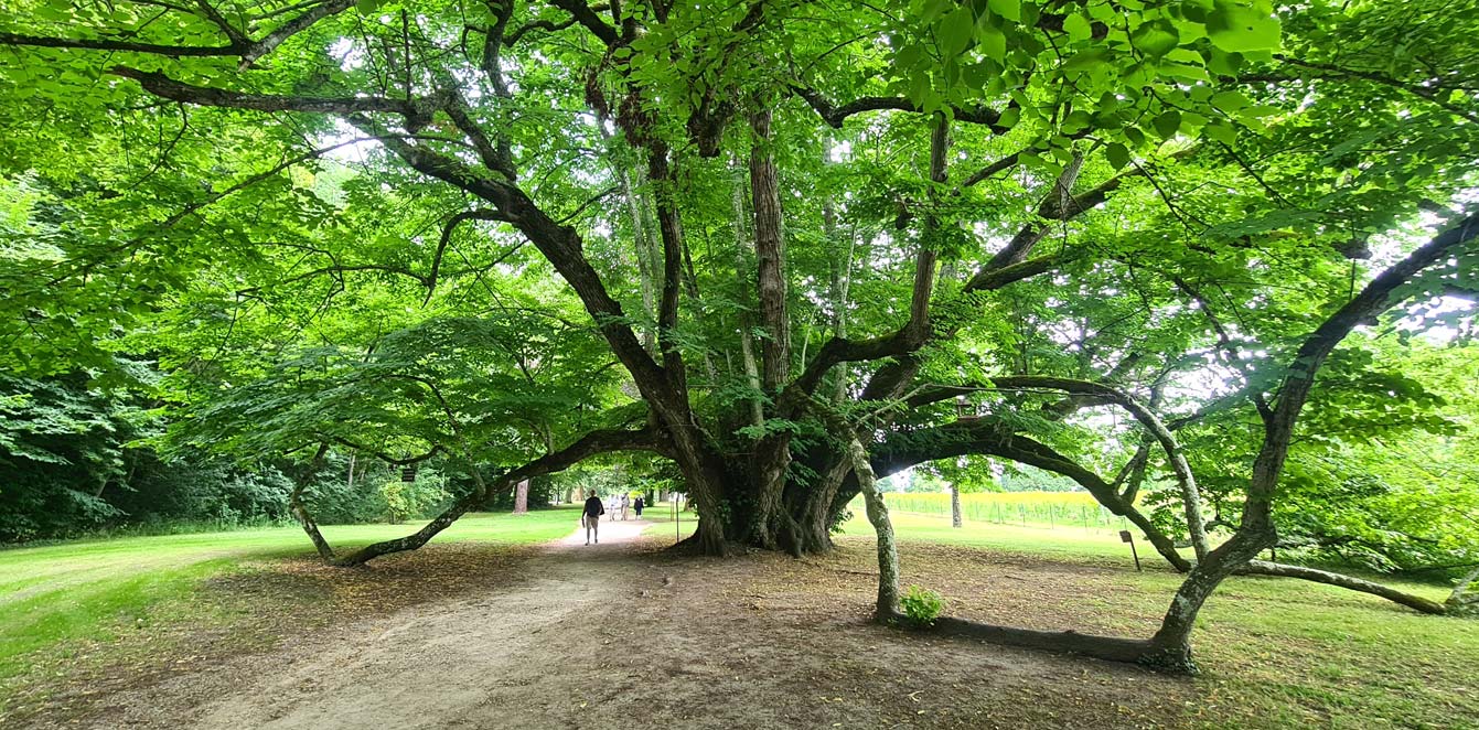 le parc forestier, château de Cheverny