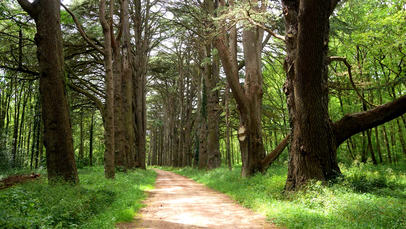 le parc forestier, château de Cheverny