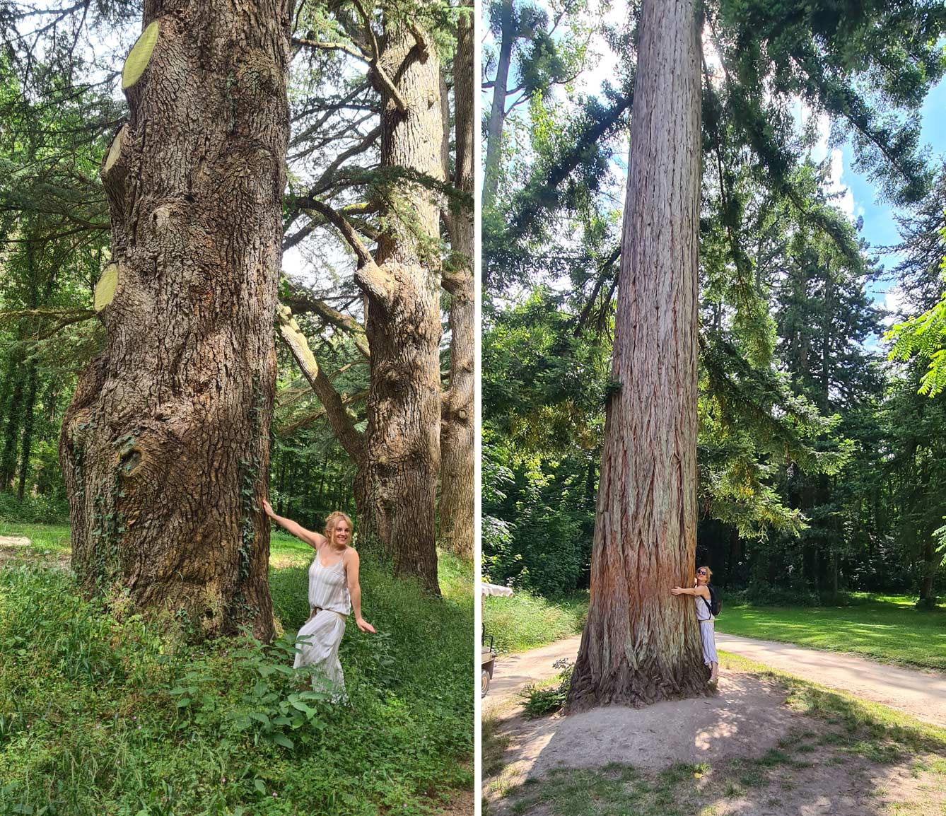 le parc forestier, château de Cheverny