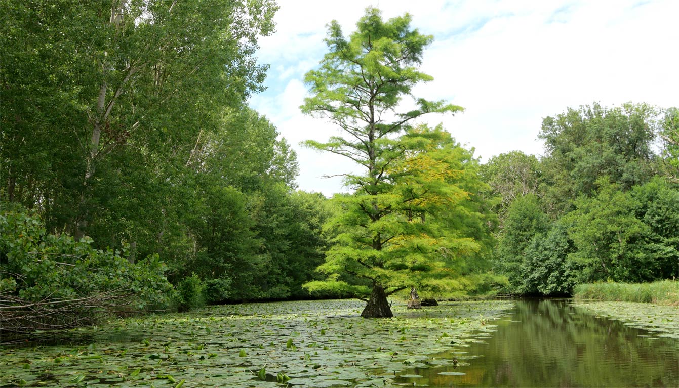 le parc forestier, château de Cheverny