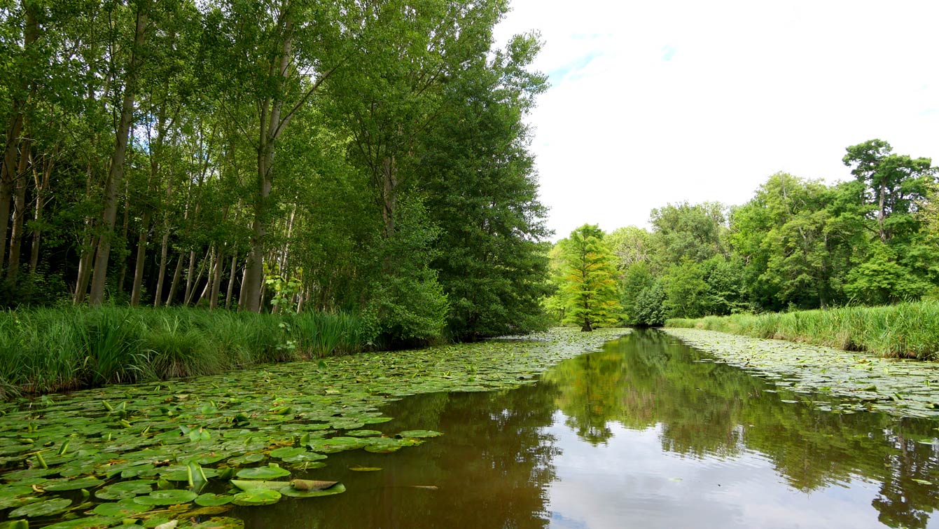 le parc forestier, château de Cheverny