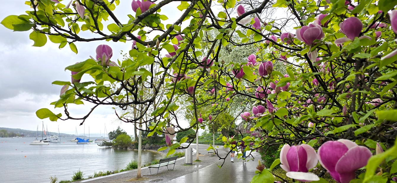 Lac de Zurich en Avril